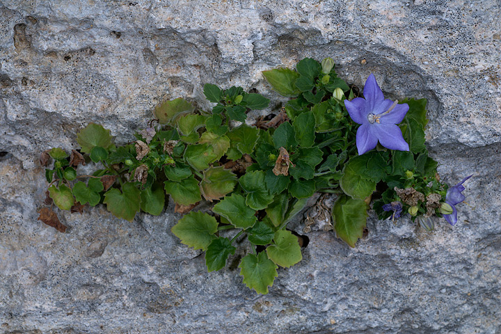 Campanula isophylla e C. fragilis subsp. cavolinii